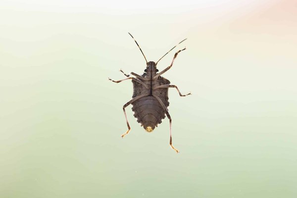 Comment identifier les punaises de lit?