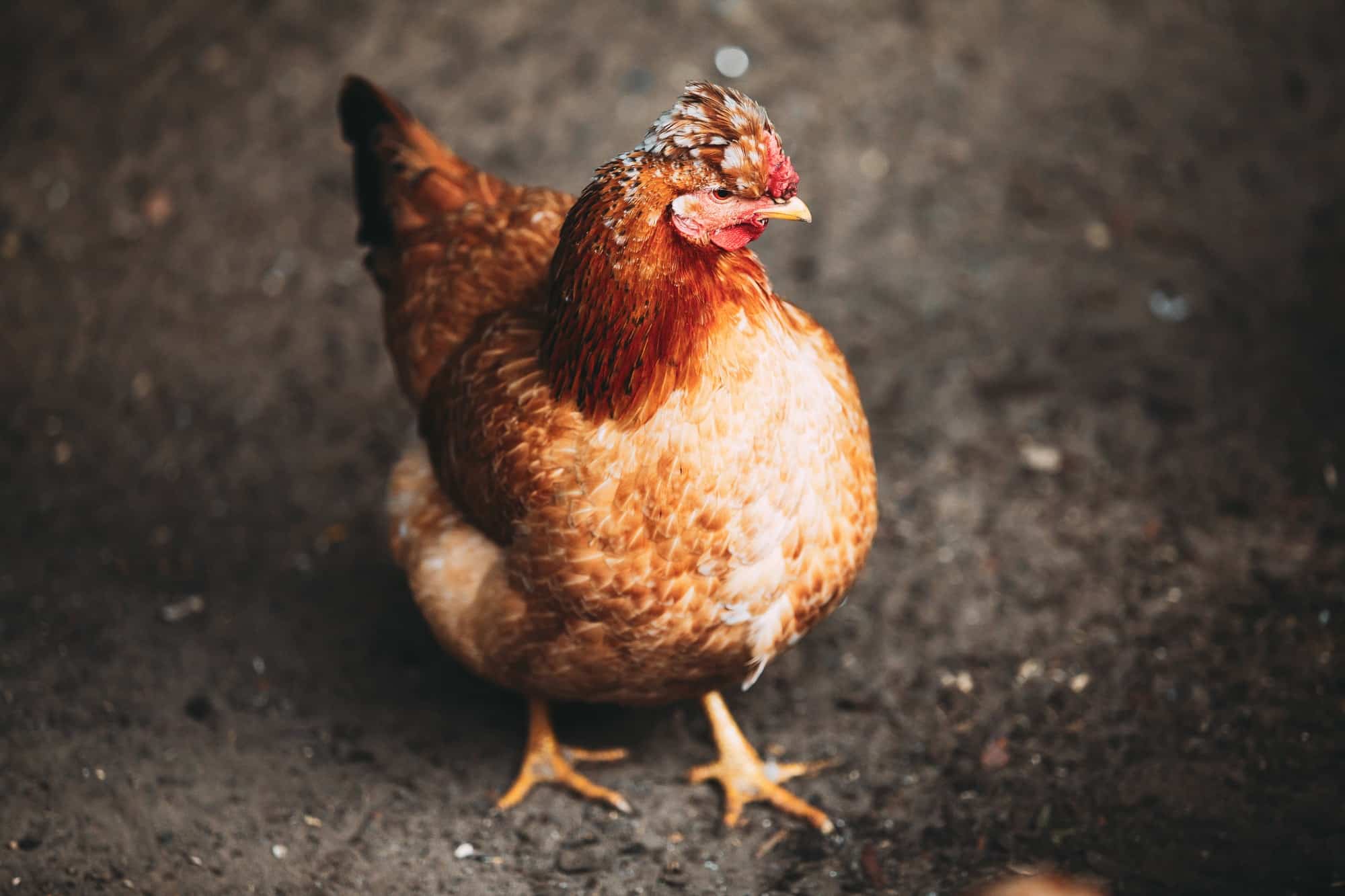 Chute de plumes chez les poules Causes et conseils utiles